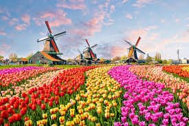 Netherlands students